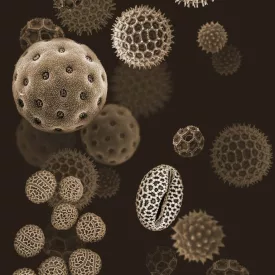 Behang / Natural History tapéta