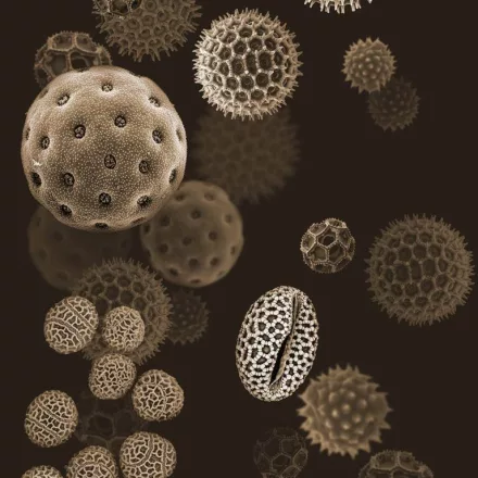 Behang / Natural History tapéta