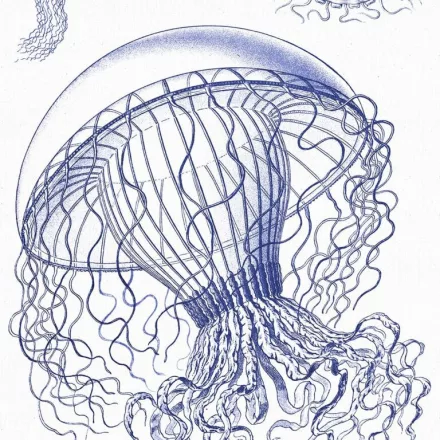 Behang / Natural History tapéta