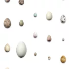 Behang / Natural History tapéta