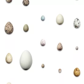 Behang / Natural History tapéta