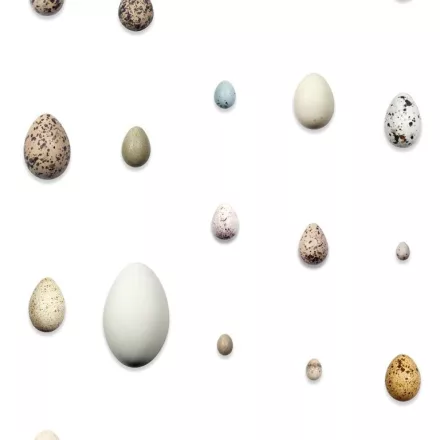 Behang / Natural History tapéta