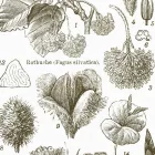 Behang / Natural History tapéta