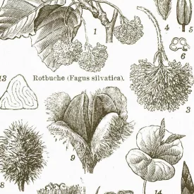 Behang / Natural History tapéta