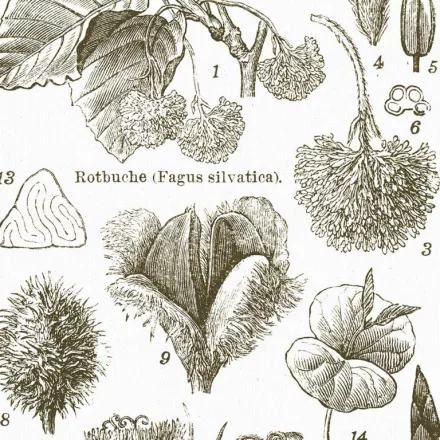 Behang / Natural History tapéta