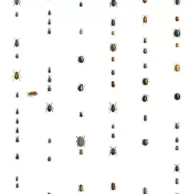 Behang / Natural History tapéta