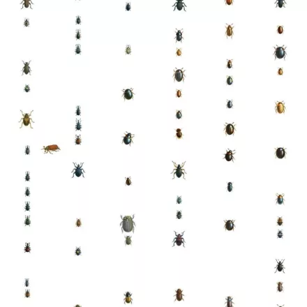 Behang / Natural History tapéta