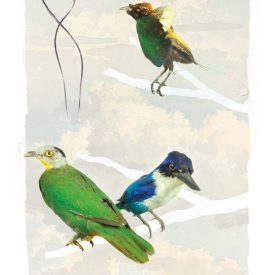 Behang / Natural History tapéta