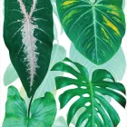 Behang / Natural History tapéta