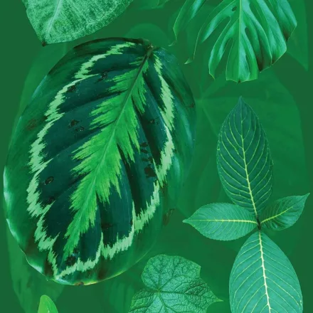 Behang / Natural History tapéta