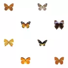 Behang / Natural History tapéta