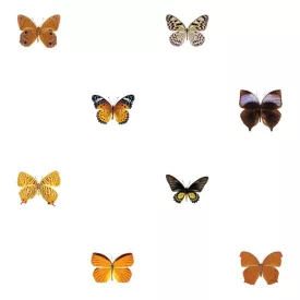 Behang / Natural History tapéta