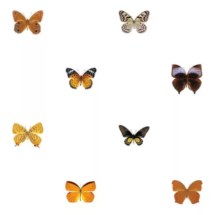 Behang / Natural History tapéta