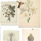 Behang / Natural History tapéta