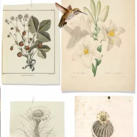 Behang / Natural History tapéta