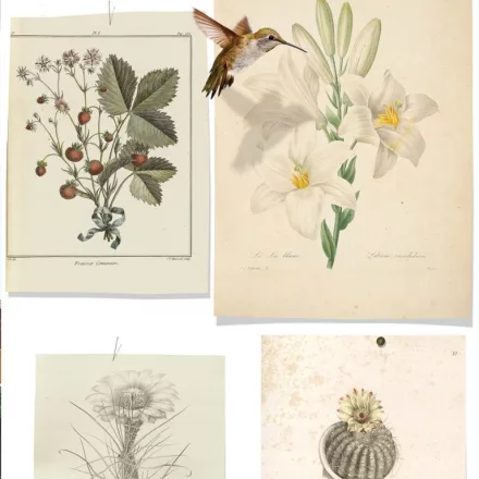 Behang / Natural History tapéta