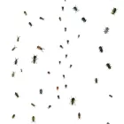 Behang / Natural History tapéta