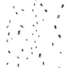 Behang / Natural History tapéta