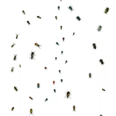 Behang / Natural History tapéta