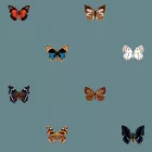 Behang / Natural History tapéta