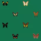 Behang / Natural History tapéta