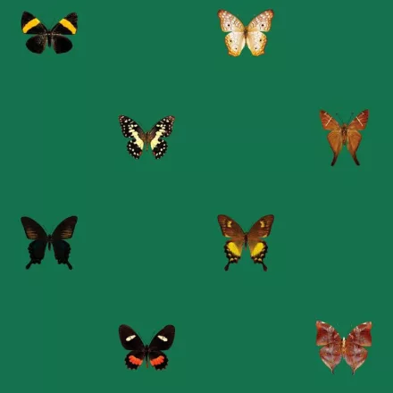 Behang / Natural History tapéta