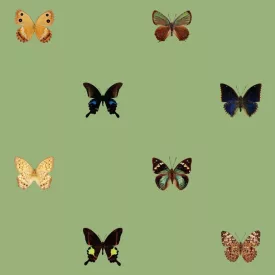 Behang / Natural History tapéta