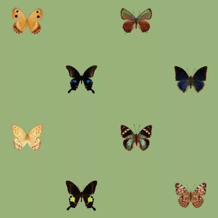 Behang / Natural History tapéta