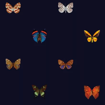 Behang / Natural History tapéta