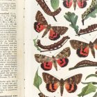 Behang / Natural History tapéta