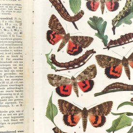 Behang / Natural History tapéta