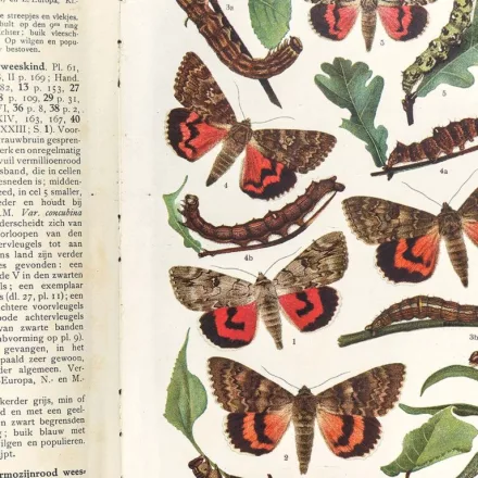 Behang / Natural History tapéta