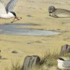 Behang / Natural History tapéta