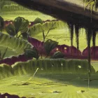 Behang / Natural History tapéta