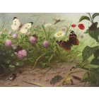 Behang / Natural History tapéta