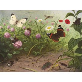 Behang / Natural History tapéta