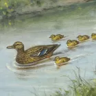 Behang / Natural History tapéta