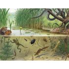 Behang / Natural History tapéta