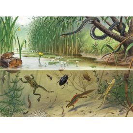 Behang / Natural History tapéta