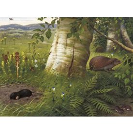 Behang / Natural History tapéta