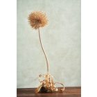 Casadeco / Nicaragua tapéta