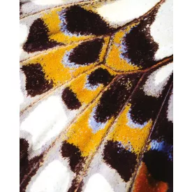 Casadeco / Nicaragua tapéta