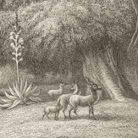 Behang / Natural History tapétakönyv