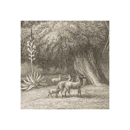 Behang / Natural History tapétakönyv