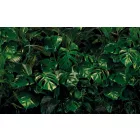 Komar / Pure Edition 1 poszter