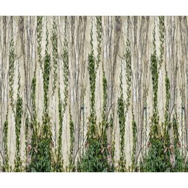 Rebel Walls / Well-Being