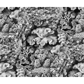 Rebel Walls / Oddity