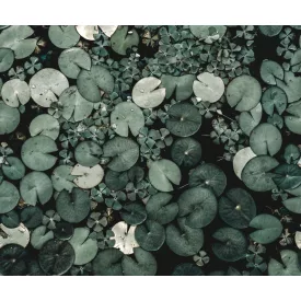 Rebel Walls / Mistic Shades