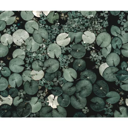 Rebel Walls / Mistic Shades