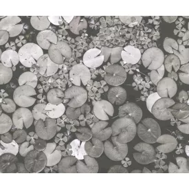 Rebel Walls / Mistic Shades